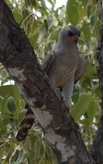 Micronisus gabar gabar