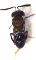 Encyrtus aurantii