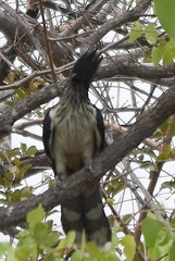 Clamator levaillantii