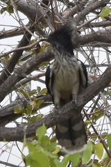 Clamator levaillantii