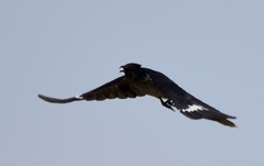 Clamator levaillantii