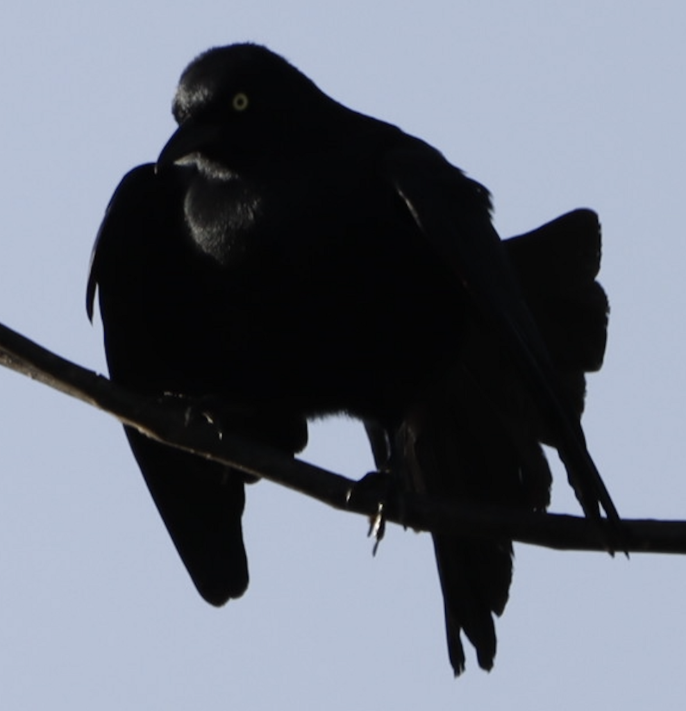 Greater Antillean Grackle from Mayagüez Pueblo, Mayagüez, Puerto Rico ...