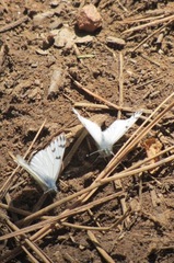 Pontia sisymbrii