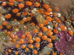 Metandrocarpa taylori