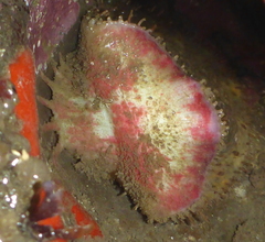 Placiphorella velata