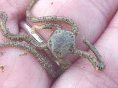 Amphiodia occidentalis
