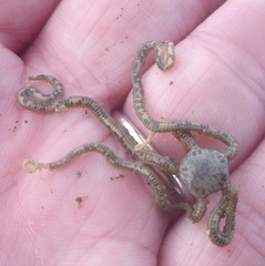Amphiodia occidentalis