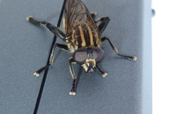Orthoprosopa bilineata
