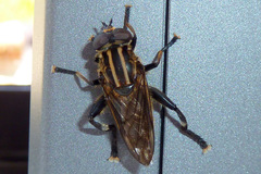 Orthoprosopa bilineata