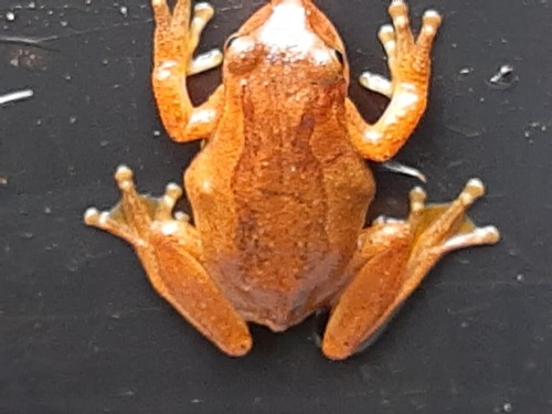 Bogert's Aquatic Tree Frog, Dendropsophus bogerti