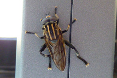 Orthoprosopa bilineata