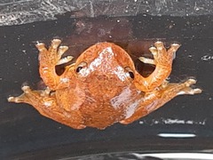 Bogert's Aquatic Tree Frog photo 4