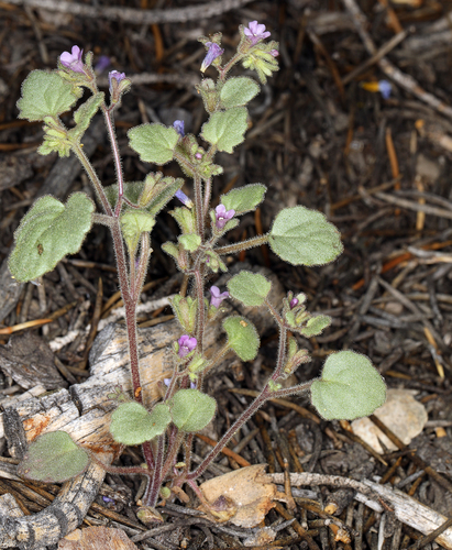 Handsome phacelia (Phacelia peirsoniana)