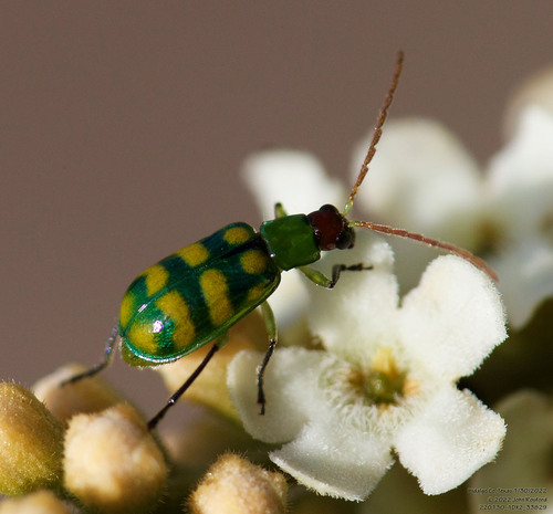 Banded Cucumber Beetle photo 4