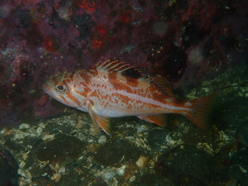 Canary rockfish (Sebastes pinniger) — Sebastidae — 5