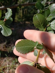 Ceanothus gloriosus exaltatus