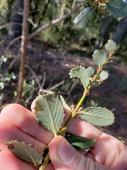 Ceanothus gloriosus exaltatus