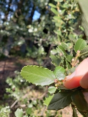 Ceanothus gloriosus exaltatus