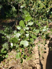Ceanothus gloriosus exaltatus