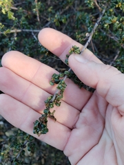 Ceanothus foliosus foliosus