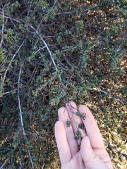 Ceanothus foliosus foliosus