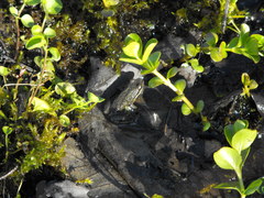 Pseudacris triseriata