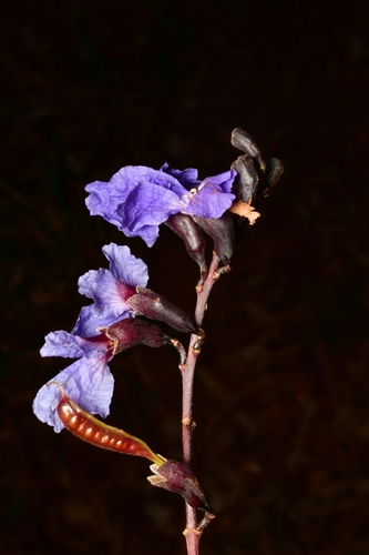 Bowdichia virgilioides Kunth