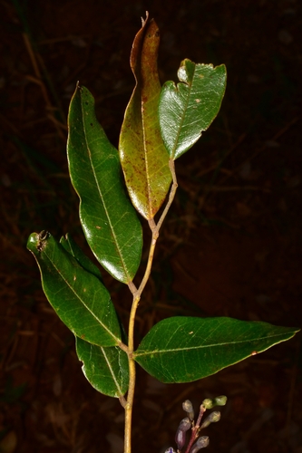 Bowdichia virgilioides