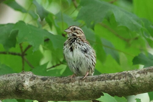 Song Sparrow photographed in West Virginia