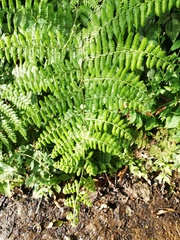 Dennstaedtia