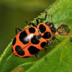 Coleomegilla maculata lengi