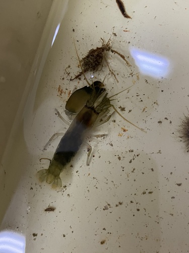 Synalpheus spinifrons