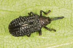 Microrhopala excavata