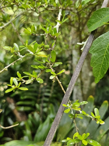Neea buxifolia, photograph 2