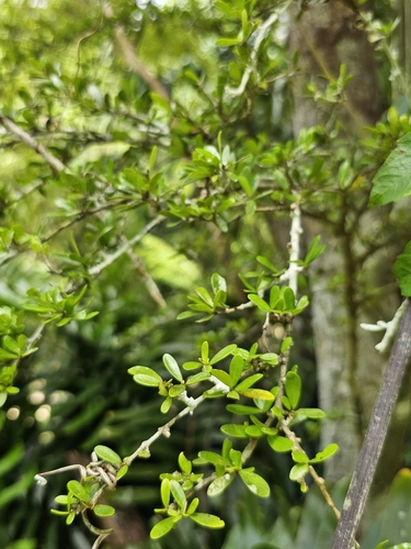 Neea buxifolia, photograph 3