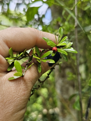 Neea buxifolia, photograph 4