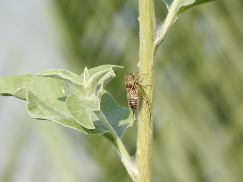 Atlantic Saltmarsh Cicada photo 4
