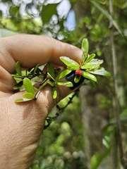 (c) ritirene, some rights reserved (CC BY) Neea buxifolia, photograph (c) ritirene, some rights reserved (CC BY)
