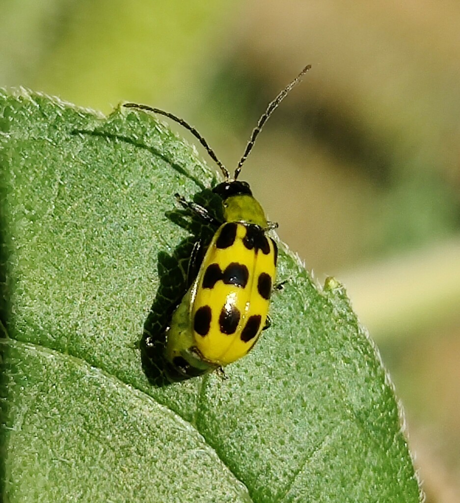 Western Spotted Cucumber Beetle from Clark County, WA, USA on July 7 ...