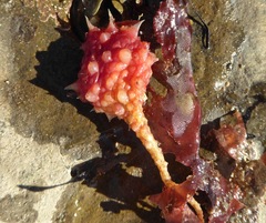Boltenia villosa