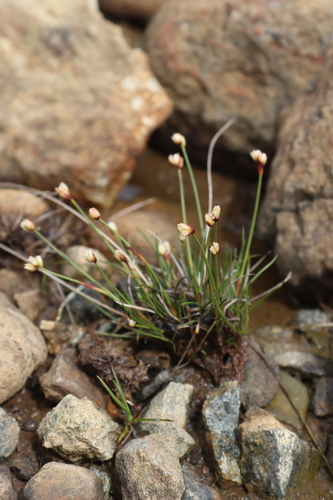 Juncus triglumis iNat (1)