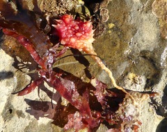 Boltenia villosa