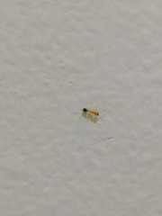 Trichomyrmex destructor