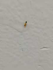 Trichomyrmex destructor