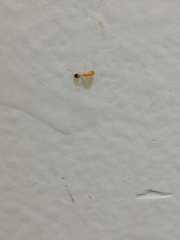 Trichomyrmex destructor