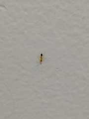 Trichomyrmex destructor