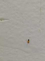 Trichomyrmex destructor