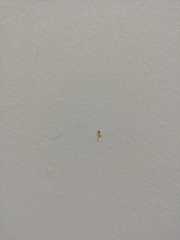 Trichomyrmex destructor