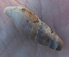 Ophiodermella inermis