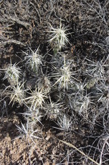 Grusonia clavata